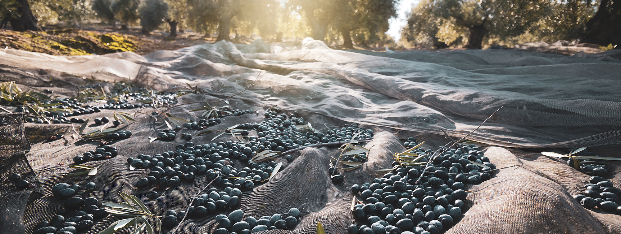 Extra Virgin Olive Oil National | Chefs' Warehouse