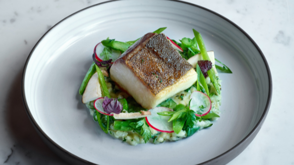 Open Blue Cobia