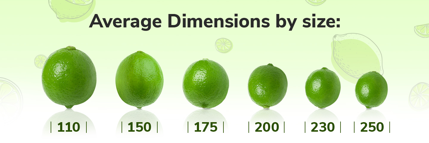 Average_Dimensions_Lime_Chart_1440x480_v2.jpg