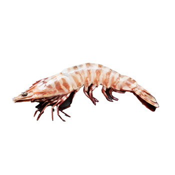 Shrimp - Head-On X-Jumbo, Piazza Seafood, Wholesale Seafood Distributors